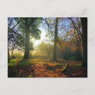 Sunrise in autumn forest Postcard