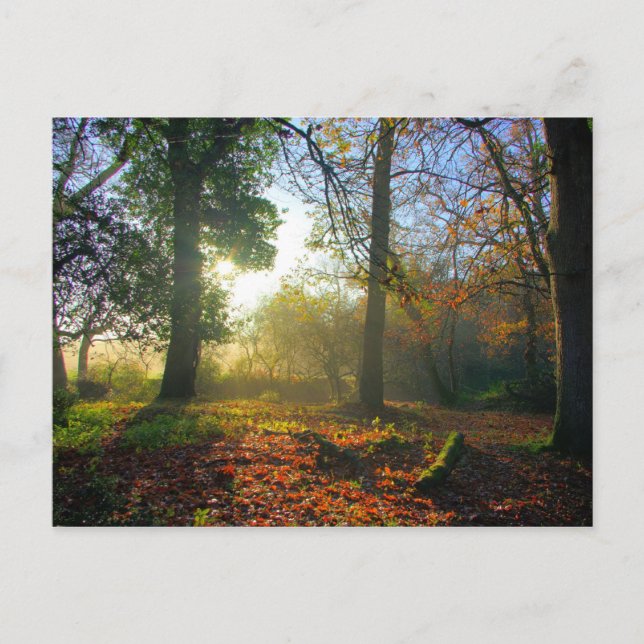 Sunrise in autumn forest Postcard (Front)
