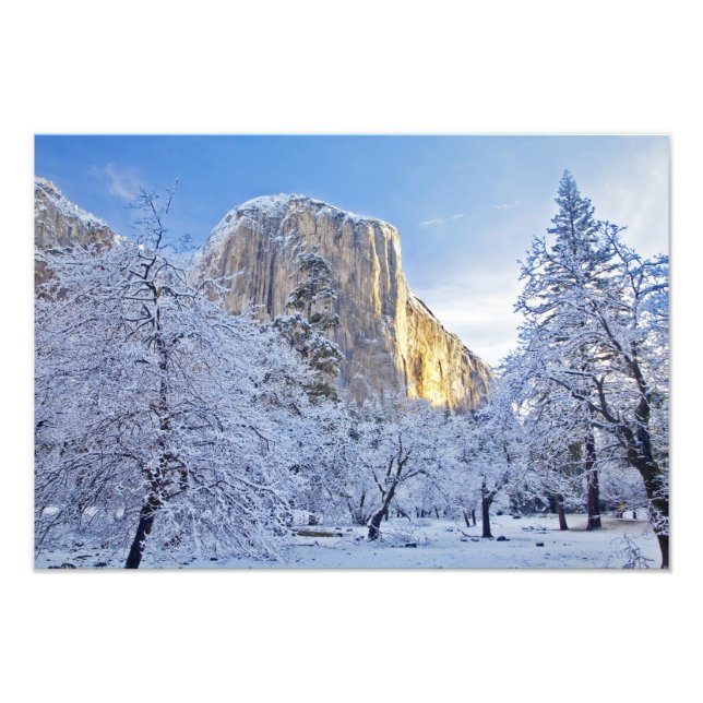 Sunrise light hits El Capitan through snowy Photo Print (Front)
