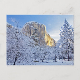 Sunrise light hits El Capitan through snowy Postcard
