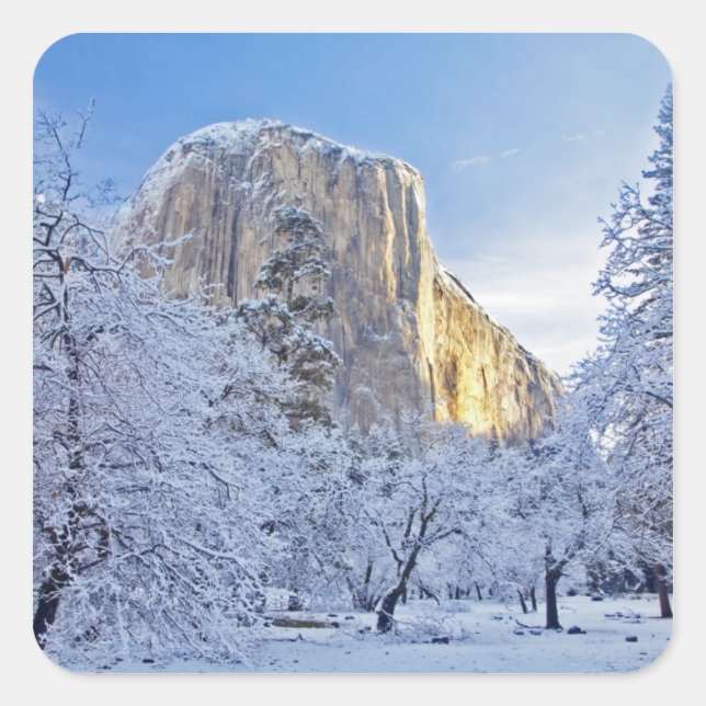 Sunrise light hits El Capitan through snowy Square Sticker (Front)