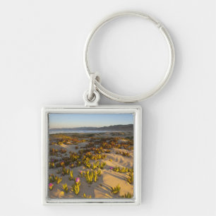 Sunrise lights the sand dunes and sea fig at key ring