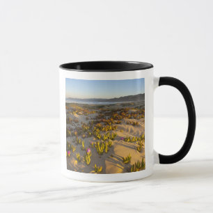 Sunrise lights the sand dunes and sea fig at mug