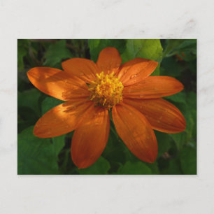 Sunrise on Mexican Sunflower Orange Floral Postcard