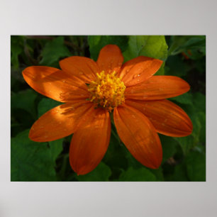 Sunrise on Mexican Sunflower Orange Floral Poster