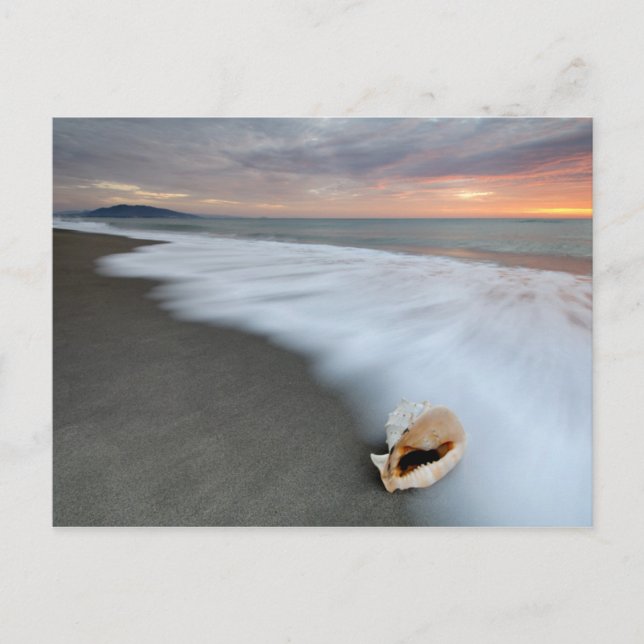 Sunrise On The Beach And A Shell Postcard (Front)