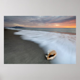 Sunrise On The Beach And A Shell Poster