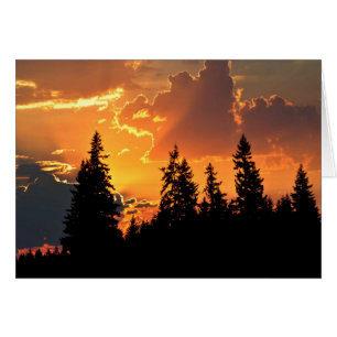 Sunrise Over Douglas Fir Trees