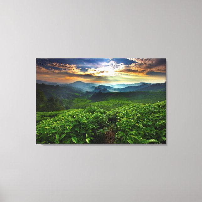 Sunrise over Tea Farm Canvas Print (Front)