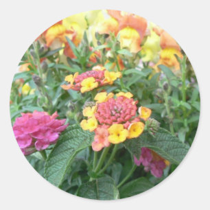 Sunrise Rose Lantana Classic Round Sticker
