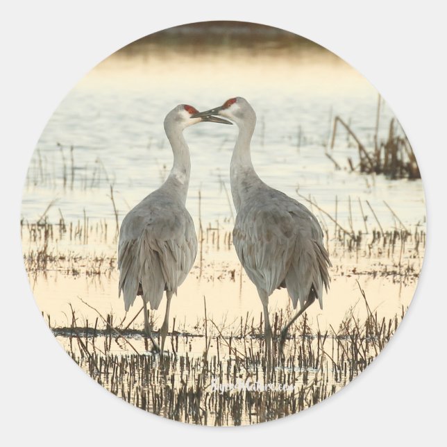 Sunrise Sandhill Crane pair Classic Round Sticker (Front)