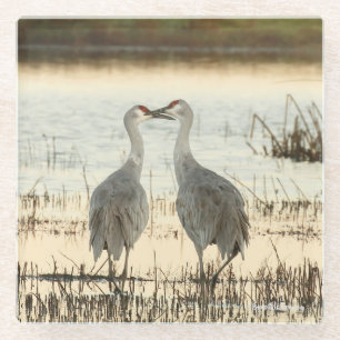 Sunrise Sandhill Crane pair Glass Coaster