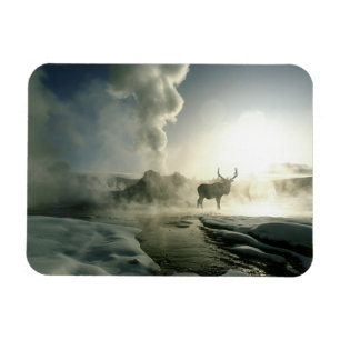 Sunrise Silhouette of Elk at Castle Geyser Magnet