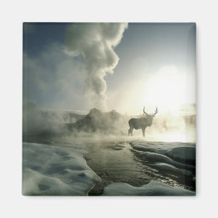 Sunrise Silhouette of Elk at Castle Geyser Magnet