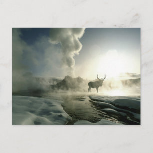 Sunrise Silhouette of Elk at Castle Geyser Postcard