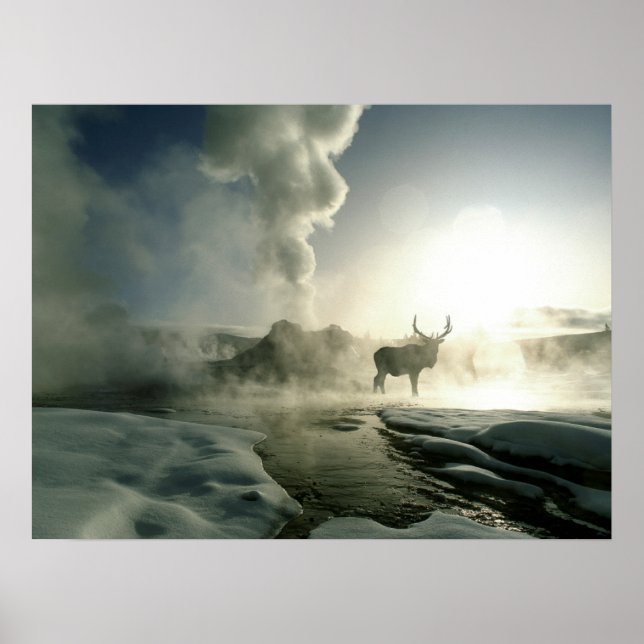 Sunrise Silhouette of Elk at Castle Geyser Poster (Front)