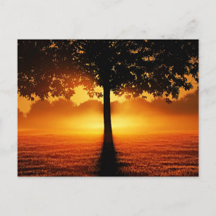 Sunrise Silhouette Postcard