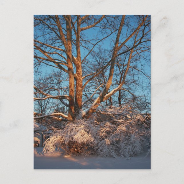 Sunrise, Snow and Sycamore Postcard (Front)