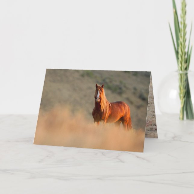 Sunrise Stallion Wild Horse Greeting Card (Front)