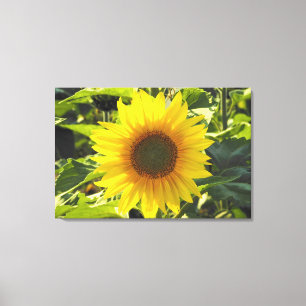 Sunrise Sunflower Wrapped Canvas Print