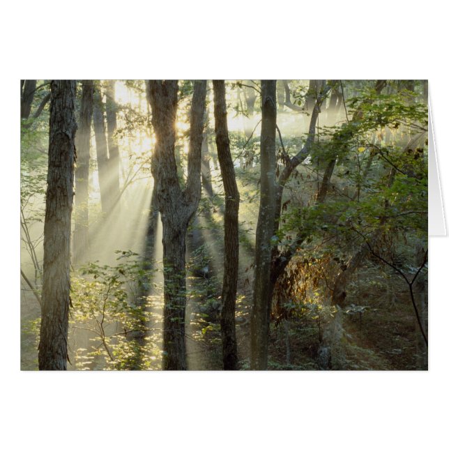 Sunrise through oak and hickory forest, (Front Horizontal)