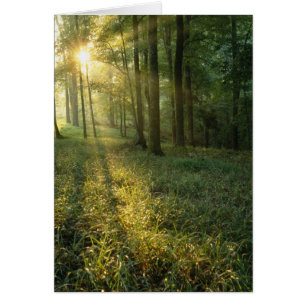 Sunrise through oak and hickory forest, Mammoth