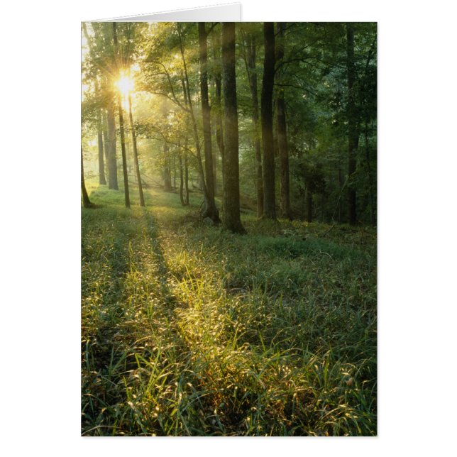 Sunrise through oak and hickory forest, Mammoth (Front)