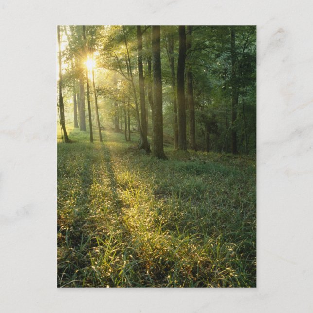 Sunrise through oak and hickory forest, Mammoth Postcard (Front)