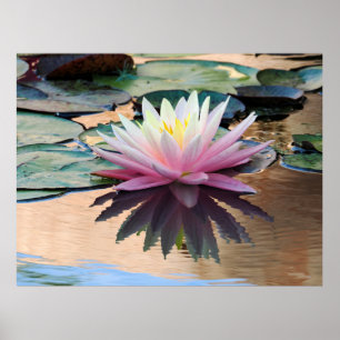 Sunrise Water Lily Poster