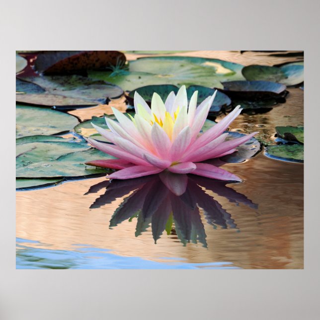 Sunrise Water Lily Poster (Front)
