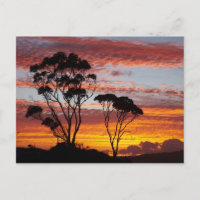 Sunset and Gum Tree, Binalong Bay, Bay of Fires,