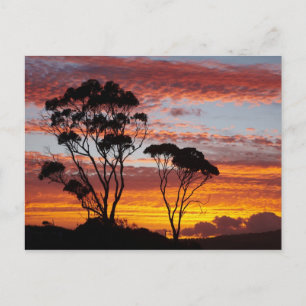 Sunset and Gum Tree, Binalong Bay, Bay of Fires, Postcard