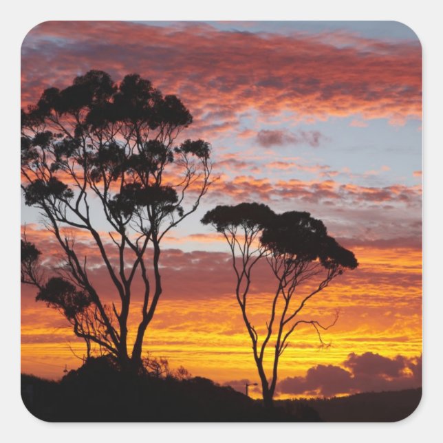 Sunset and Gum Tree, Binalong Bay, Bay of Fires, Square Sticker (Front)