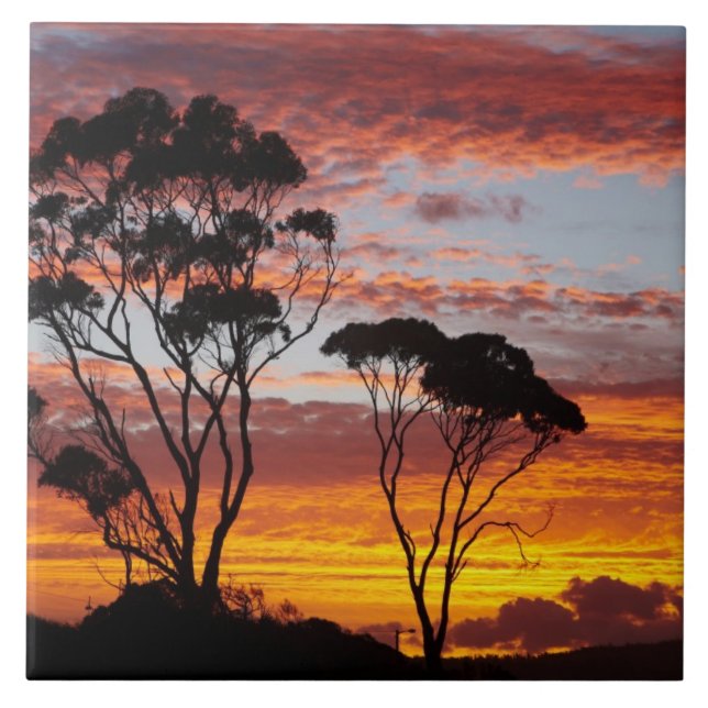 Sunset and Gum Tree, Binalong Bay, Bay of Fires, Tile (Front)