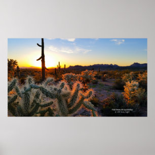 Sunset Arizona Sonoran Desert with saguaro cactus Poster