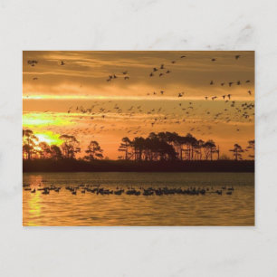 Sunset at Chincoteague post card