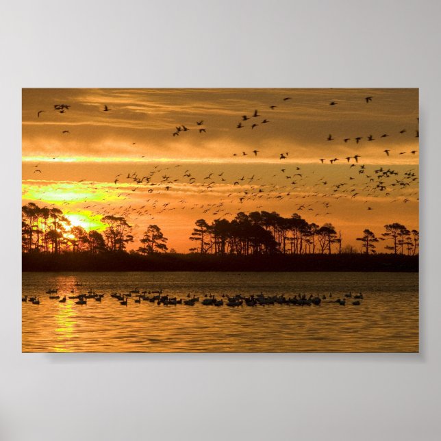 Sunset at Chincoteague Wildlife Refuge Virginia Poster (Front)
