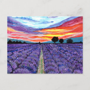 Sunset at Lavender Field Postcard