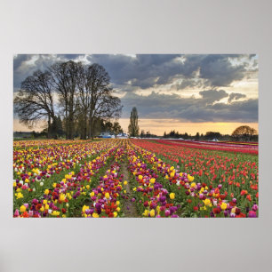 Sunset at Tulip Farm in Oregon Poster