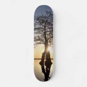 Sunset Behind a Tree Skateboard