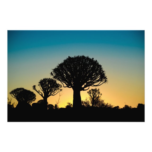 Sunset Behind Quiver Tree Forest Photo Print (Front)