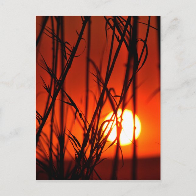 Sunset behind the bamboo postcard (Front)