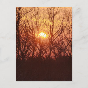 Sunset Behind the Trees Postcard