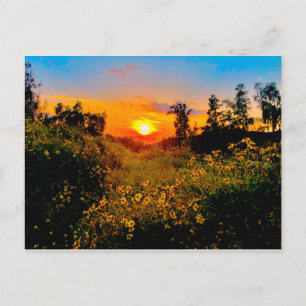 Sunset Burbank, California Yellow Wild Flowers Postcard