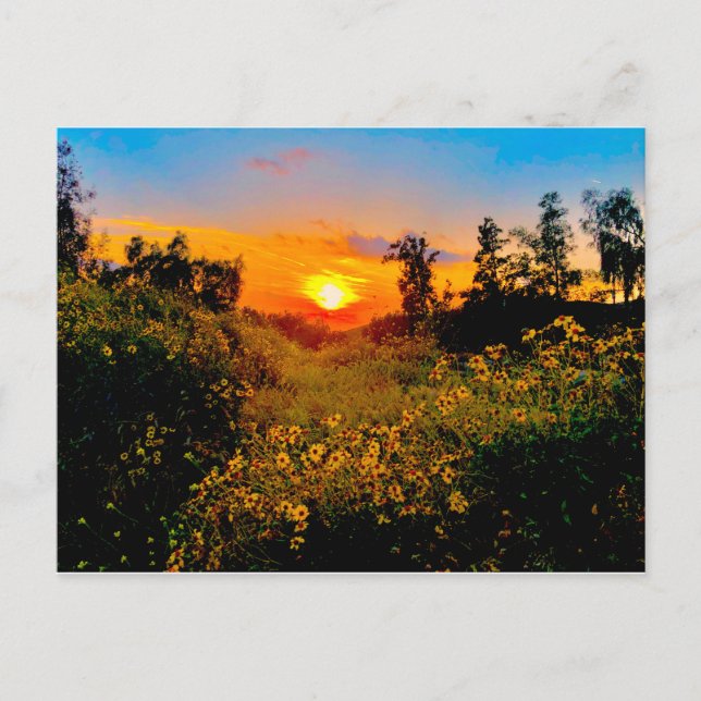 Sunset Burbank, California Yellow Wild Flowers Postcard (Front)