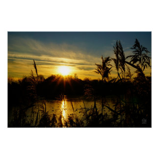 Sunset by a pond with cattails. poster