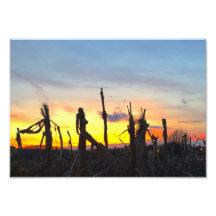 Sunset Corn Field
