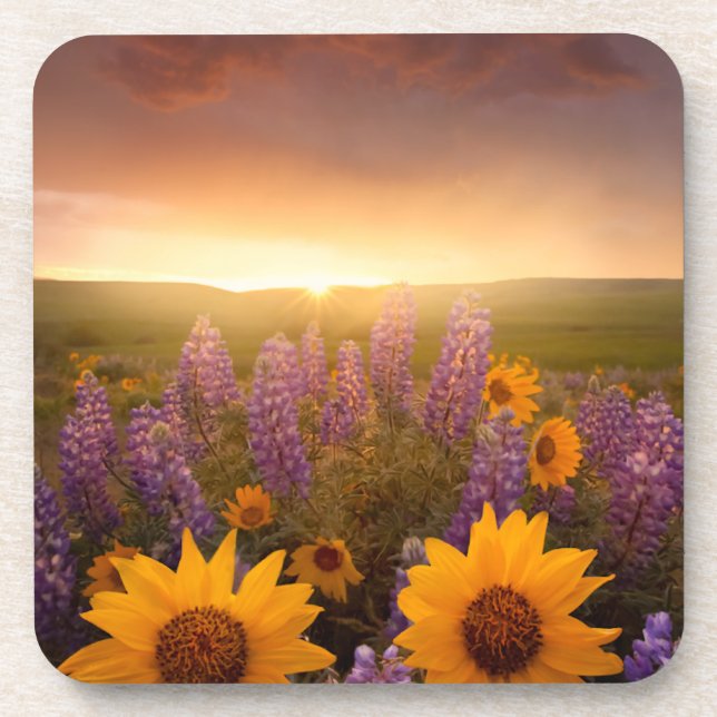 Sunset Daisies Coaster (Front)