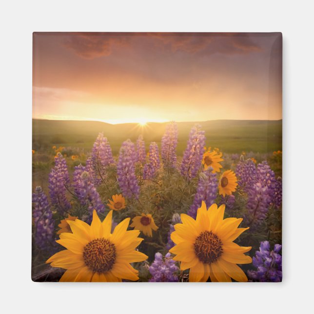 Sunset Daisies Magnet (Front)