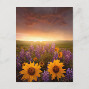 Sunset Daisies Postcard